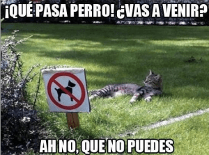 que pasa perro