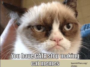 Gata stop making cat jokes