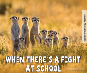 When there's a fight at school